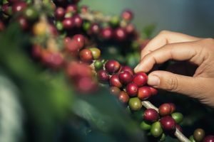 Colombia registra cosecha de café récord, la más alta en 33 años
