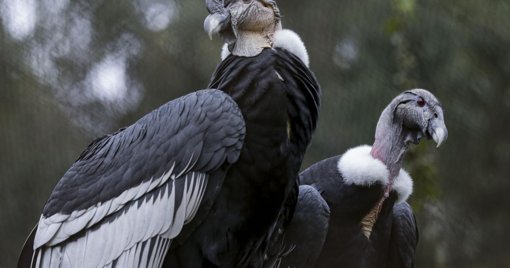 Nace Ámbar: Una Nueva Esperanza para el Cóndor Andino en Colombia