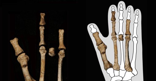 Fóssil na Etiópia reforça coexistência de múltiplas espécies de hominídeos