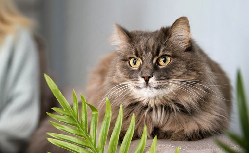 Comprendre et Choisir un Chat Adapté à son Mode de Vie