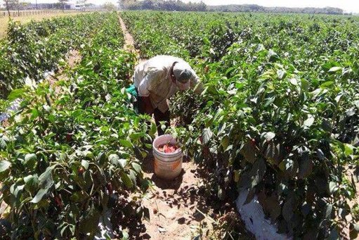 Inseguridad Afecta la Economía Agrícola y Genera Quejas contra Fuerzas Federales