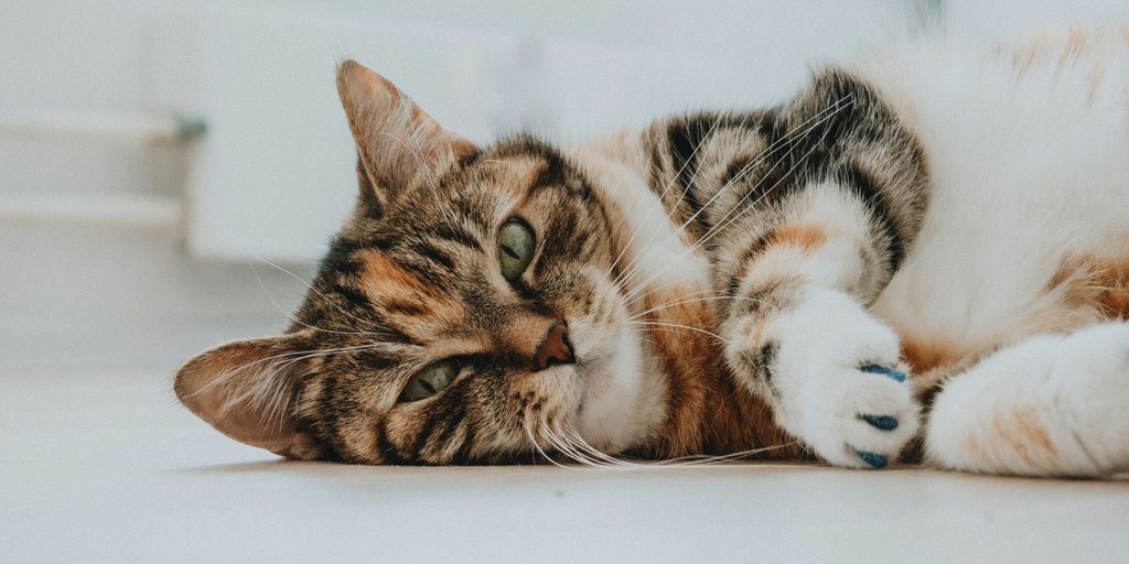 Dia Internacional do Gato Destaca Benefícios para a Saúde e Tendências de Consumo