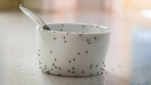 Ciência valida receita tradicional de iogurte feito com formigas