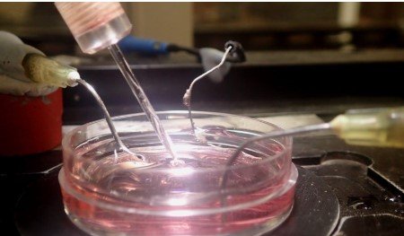 Analgésico Inovador de Origem Marinha Desenvolvido em Portugal Avança para Ensaios Clínicos