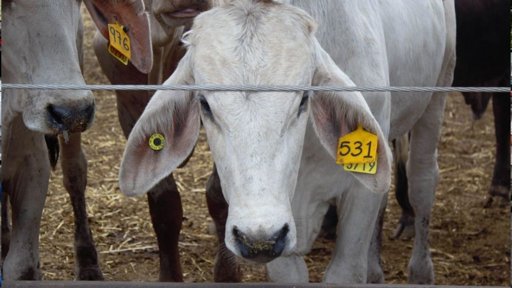 Pérdidas por 837 MDD en Sector Ganadero tras un Año de Cierre Fronterizo con EE.

UU.