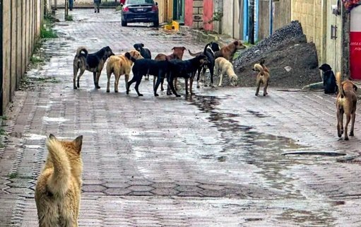 Trabajadora de limpieza muere tras ataque de jauría dentro de una escuela en Huehuetoca