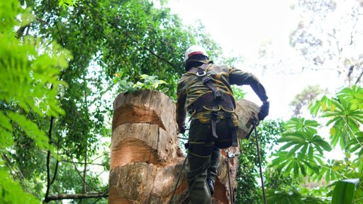 Medellín Transforma un Árbol Talado en un Refugio para la Biodiversidad