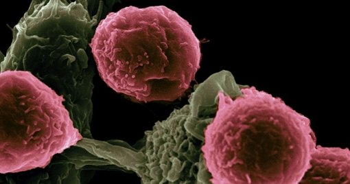 Investigação Liderada por Portugal Identifica Novas "Receitas" para Reprogramar Células para Imunoterapia