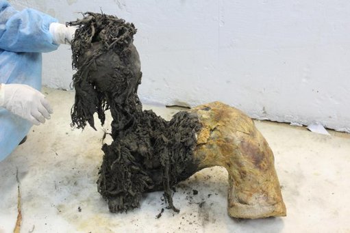 Sequenciação do ARN mais antigo do mundo a partir de mamute-lanoso abre nova janela para a pré-história