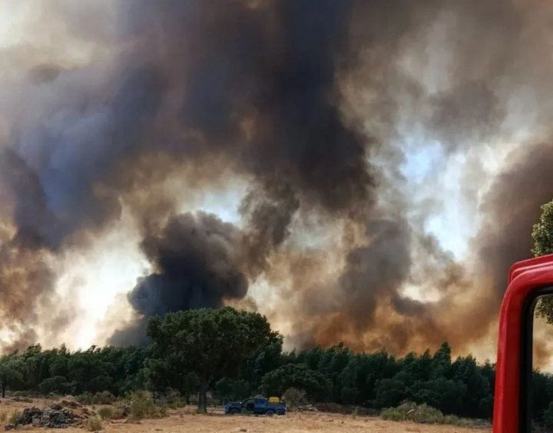A Proteção de Animais Durante os Incêndios Florestais