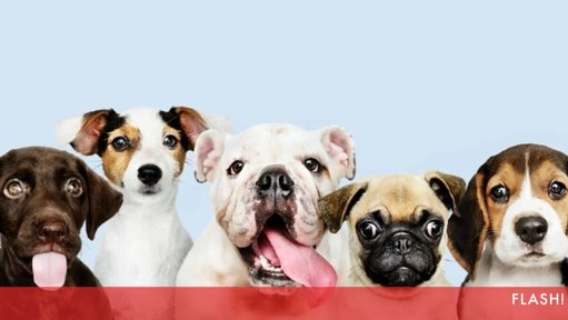 O Mito dos "Sete Anos": A Idade dos Cães Não é Linear