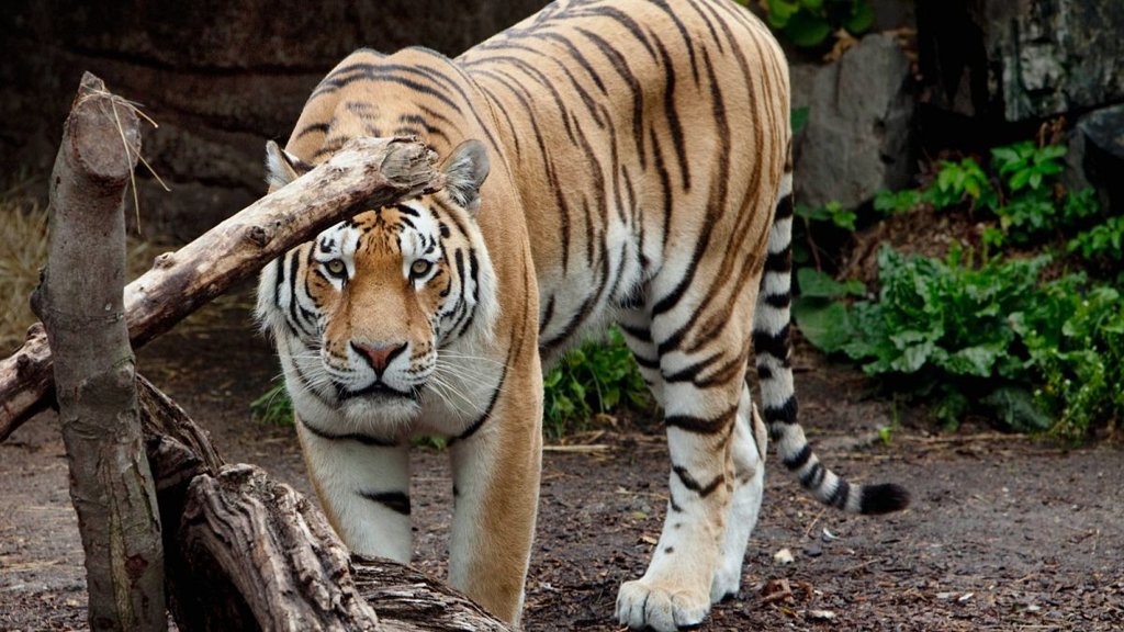 Jardim Zoológico Dinamarquês Pede Doação de Animais de Estimação para Alimentar Predadores