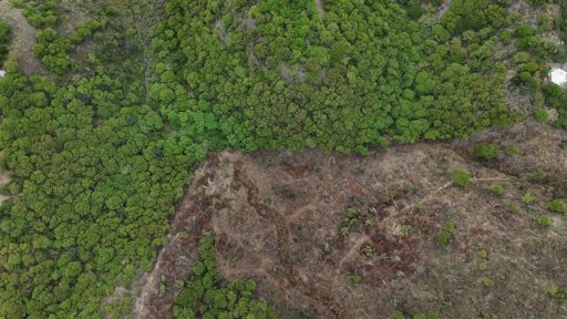 Autoridades ambientales investigan tala ilegal en los cerros de Inca Inca