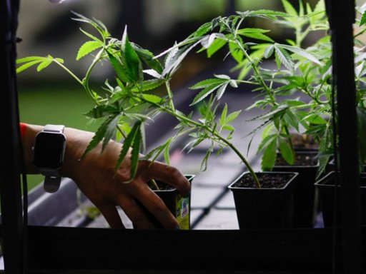 Gobierno autoriza la venta de cannabis medicinal en farmacias de Colombia