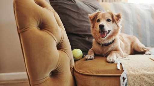 Santa Marta inaugura el primer cementerio para mascotas de la región Caribe