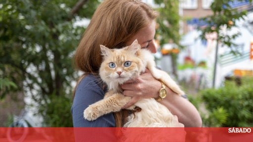 Compreender o cio das gatas: um guia para tutores