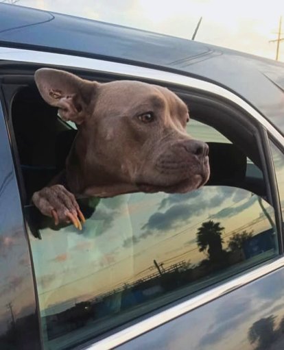Rescatan a dos perros en situación de abandono en Matamoros tras denuncia ciudadana