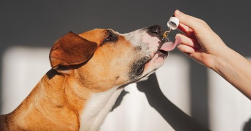 Autoridades y Expertos Advierten sobre el Grave Impacto de la Pólvora en los Animales Durante las Fiestas