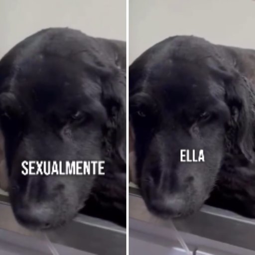 Brutal ataque a perrita en Bogotá moviliza a la comunidad y pone a prueba la Ley Ángel