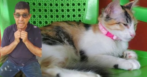 Indignación en Montería por Decisión Judicial en Caso de Maltrato Animal contra la Gata Alana