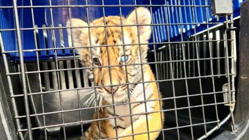 Rescatan a Cachorro de Tigre Durante Operativo Contra Predio Irregular en Escobedo