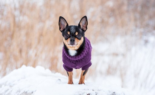 Segurança dos Animais de Estimação: Do Frio do Inverno aos Perigos em Casa
