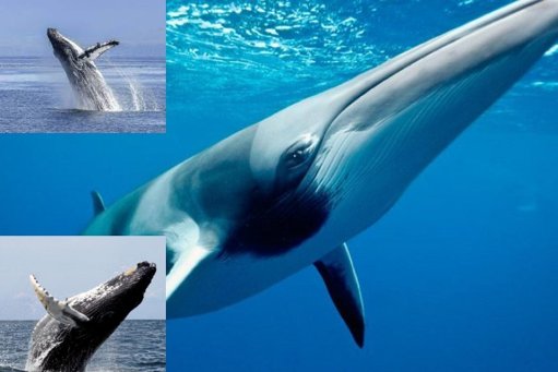 Proteína de ballena boreal podría ser clave contra el cáncer y el envejecimiento
