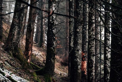 Incêndio florestal na Póvoa de Lanhoso mobiliza mais de 100 operacionais e meios aéreos