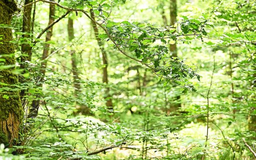 Création d'une réserve biologique intégrale dans la forêt de la Corbière