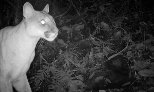 Red ciudadana registra pumas y otra fauna silvestre en la zona rural de Palmira