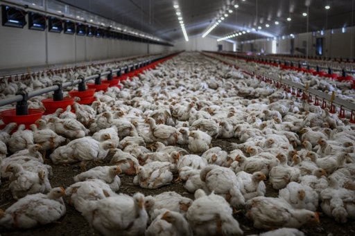 Colombia logra un hito al exportar por primera vez carne de pollo a Japón