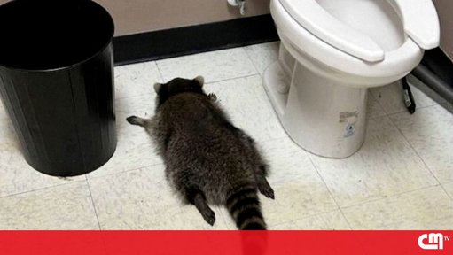 Guaxinim Bêbado Adormece em Garrafeira após Noite de Destruição