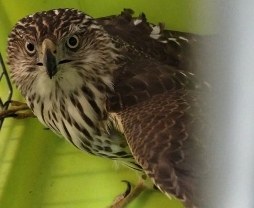 Rescatan a un gavilán en la estación Zapotitlán de la Línea 12 del Metro