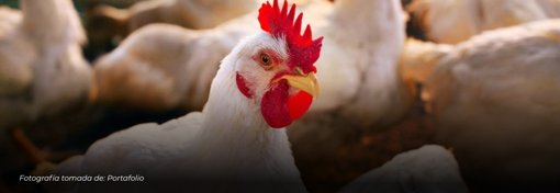 Colombia logra hito histórico con primera exportación de pollo a Japón