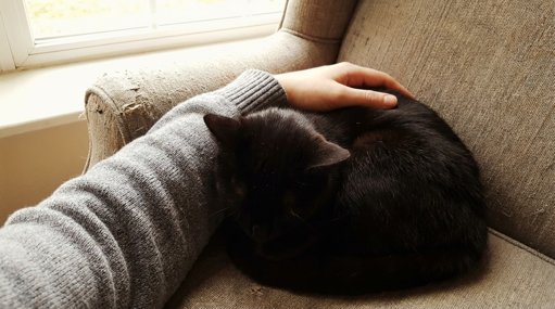 Choisir le chat adapté à son mode de vie