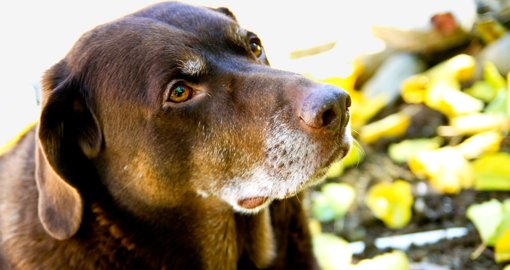 GNR recupera cão furtado em Portalegre após denúncia de abandono