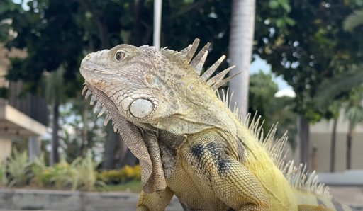 Autoridades refuerzan controles y campañas contra el tráfico de fauna silvestre