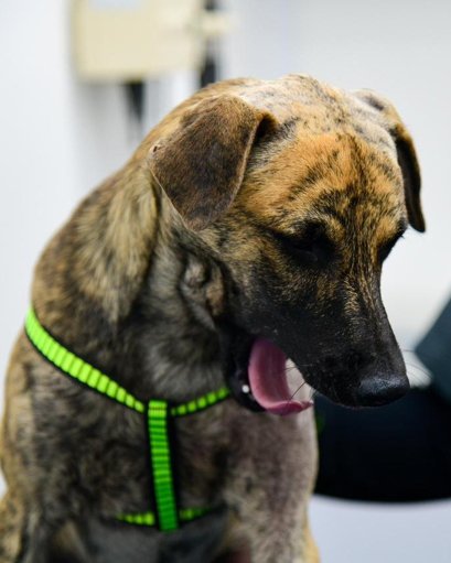 Caso ‘Bizcocho’: Indignación nacional por maltrato animal impulsa debate sobre justicia