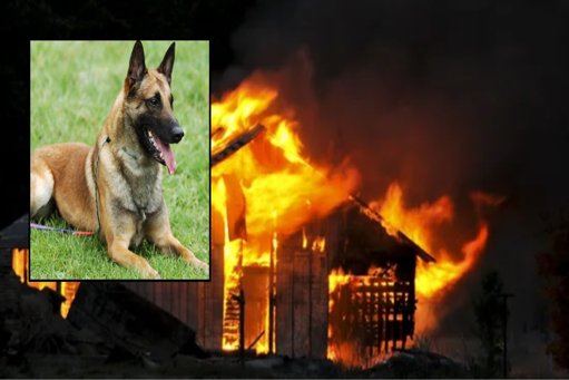 Un perro héroe: ‘Tasmania’ salva a una niña de un devastador incendio en Lérida, Tolima