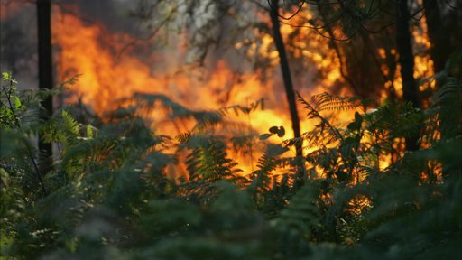 Programa 'Aldeia Segura, Pessoas Seguras' implementado em Gavião para prevenir incêndios rurais
