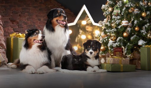 Do Aconselhamento à Celebração: O Papel Central dos Animais no Natal Português