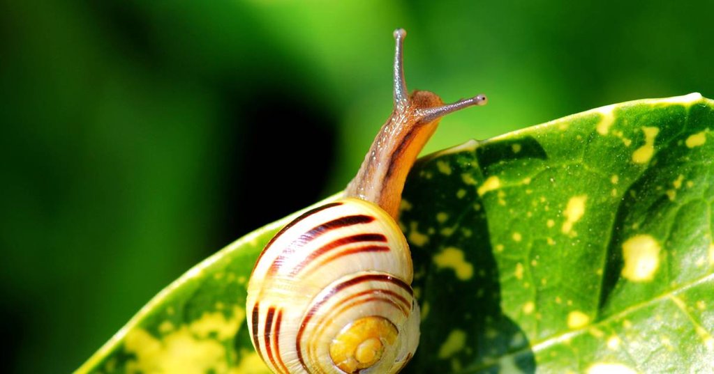 Capacidade de regeneração ocular de caracol abre portas a novas terapias para a visão humana