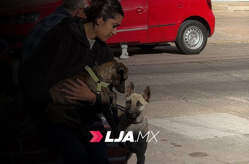 Amplían jornadas de esterilización gratuita para mascotas en Aguascalientes