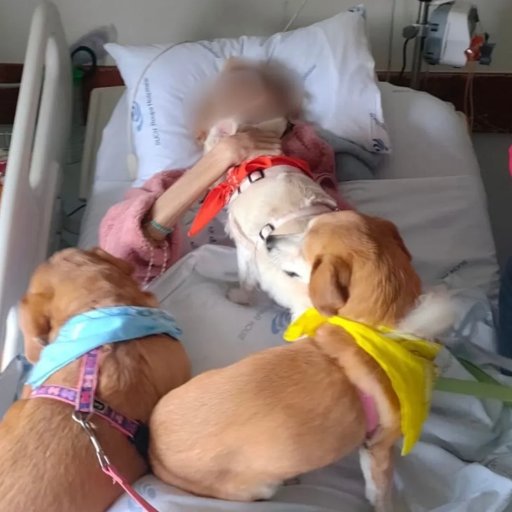 Despedida Emocionante: Cães Visitam Dona em Cuidados Paliativos na ULS Lezíria