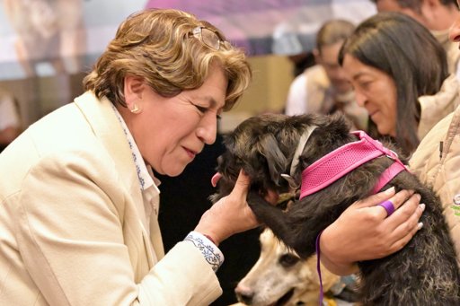 El Estado de México Lanza la Estrategia CERA para Proteger a Animales en Situación de Calle