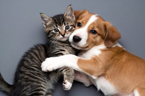 Faro Lança Programa “4 Patas Solidárias” para Apoiar Famílias Carenciadas com Animais de Estimação