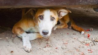 Campanhas de Verão Alertam para o Abandono de Animais