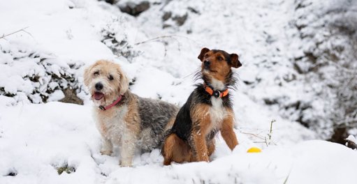 Les défis de l'hiver : comment adapter les soins de nos chiens et chats