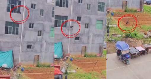 Video de perro que salta desde un tercer piso y resulta ileso se vuelve viral