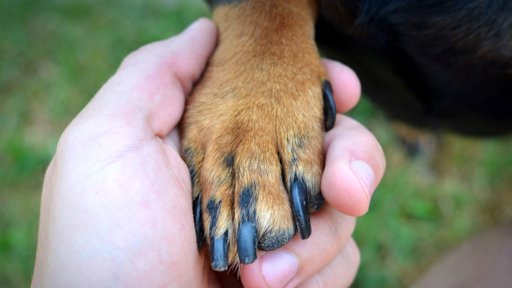 Actos de crueldad animal encienden las alarmas en varias regiones del país